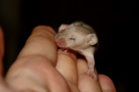 /album/vrh-w/img-5090-jpg/