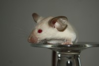 /album/vrh-w/img-5173-2-jpg/