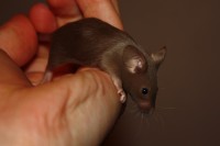 /album/fotogalerie-vrh-x/img-5295-2-jpg/