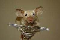 /album/vrh-z/img-0048-2-jpg/