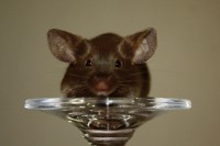 /album/vrh-z/img-0040-2-jpg/