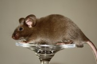 /album/vrh-z/img-0072-2-jpg/