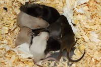 /album/vrh-ch2/img-6347-2-jpg/