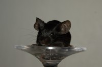 /album/vrh-d2/img-6439-2-jpg/