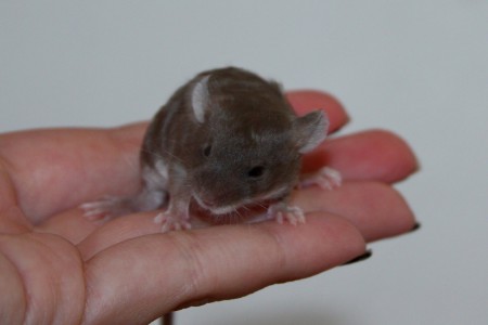 Kelsey - sha mock chocolate fox